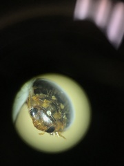 Laccophilus maculosus