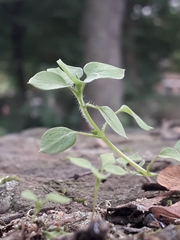 Ceratocapnos claviculata