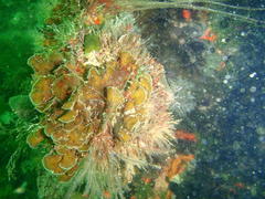 Exallosorus harveyanus