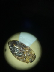 Laccophilus maculosus