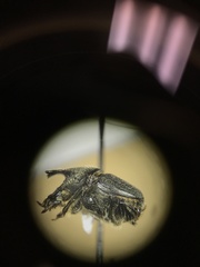 Onthophagus hecate