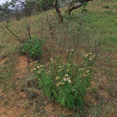 Baccharoides adoensis