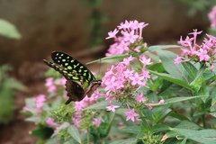 Graphium agamemnon
