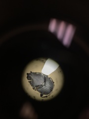 Onthophagus hecate