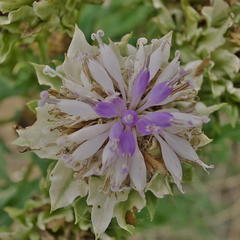 Baccharoides adoensis