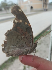 Historis acheronta