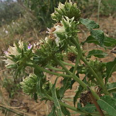 Baccharoides adoensis