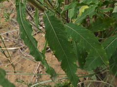 Baccharoides adoensis