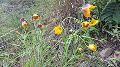 Calochortus barbatus