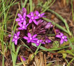Raphionacme hirsuta