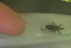 Rhynocoris erythrocnemis