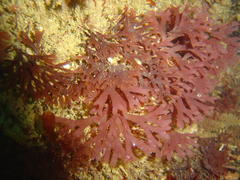 Rhodymenia pseudopalmata