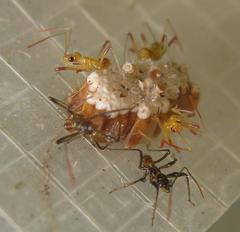 Rhynocoris erythrocnemis