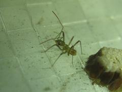 Rhynocoris erythrocnemis