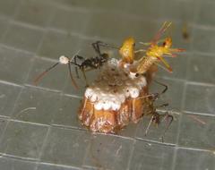 Rhynocoris erythrocnemis