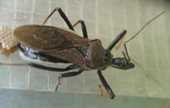 Rhynocoris erythrocnemis