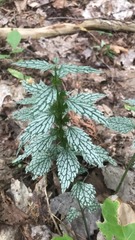 Lamium galeobdolon flavidum