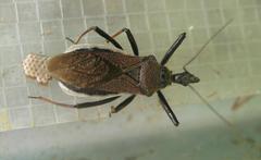 Rhynocoris erythrocnemis