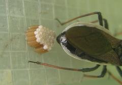 Rhynocoris erythrocnemis