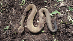 Crotalus molossus oaxacus