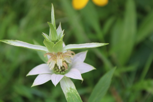 Monarda punctata iNat (2)