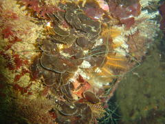 Exallosorus harveyanus