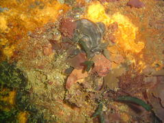 Exallosorus harveyanus