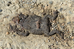Bufo verrucosissimus
