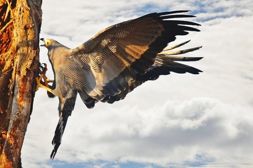 African Harrier-Hawk