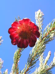 Protea nana