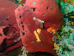 Pachymenia