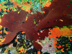 Pachymenia