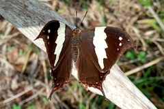 Mariposa de alas brillantes