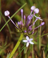 Pentanisia prunelloides prunelloides