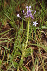Pentanisia prunelloides prunelloides