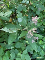 Calycomyza flavinotum