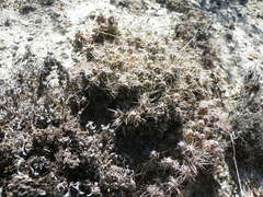 Corynopuntia