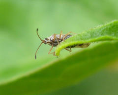 Plerochila australis