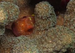 Sebastapistes cyanostigma