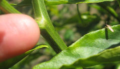 Plerochila australis