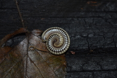 Pachyiulus krivolutskyi