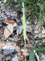 Setaria scheelei