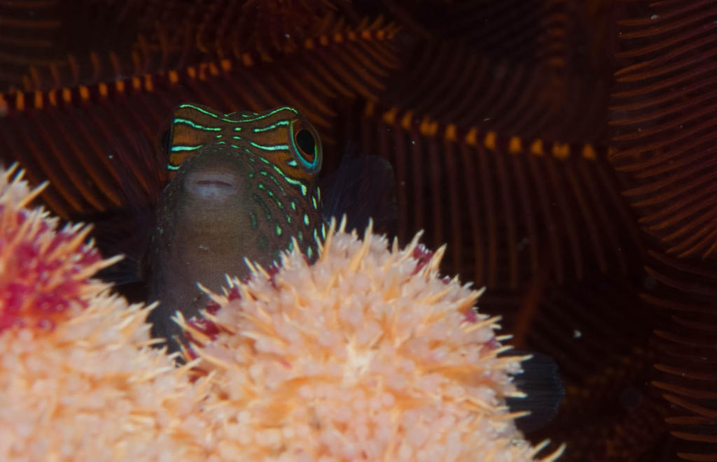 Spotted puffer