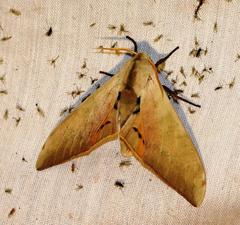 Pseudoclanis postica