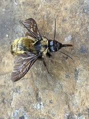 Bombus sonorus