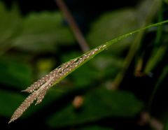 Carex virescens