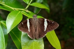 Autochton bipunctatus