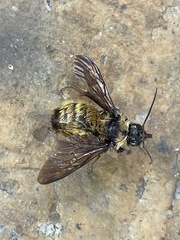 Bombus sonorus