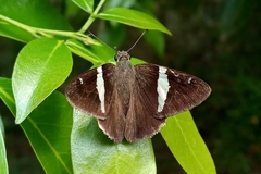 Autochton bipunctatus