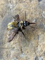 Bombus sonorus